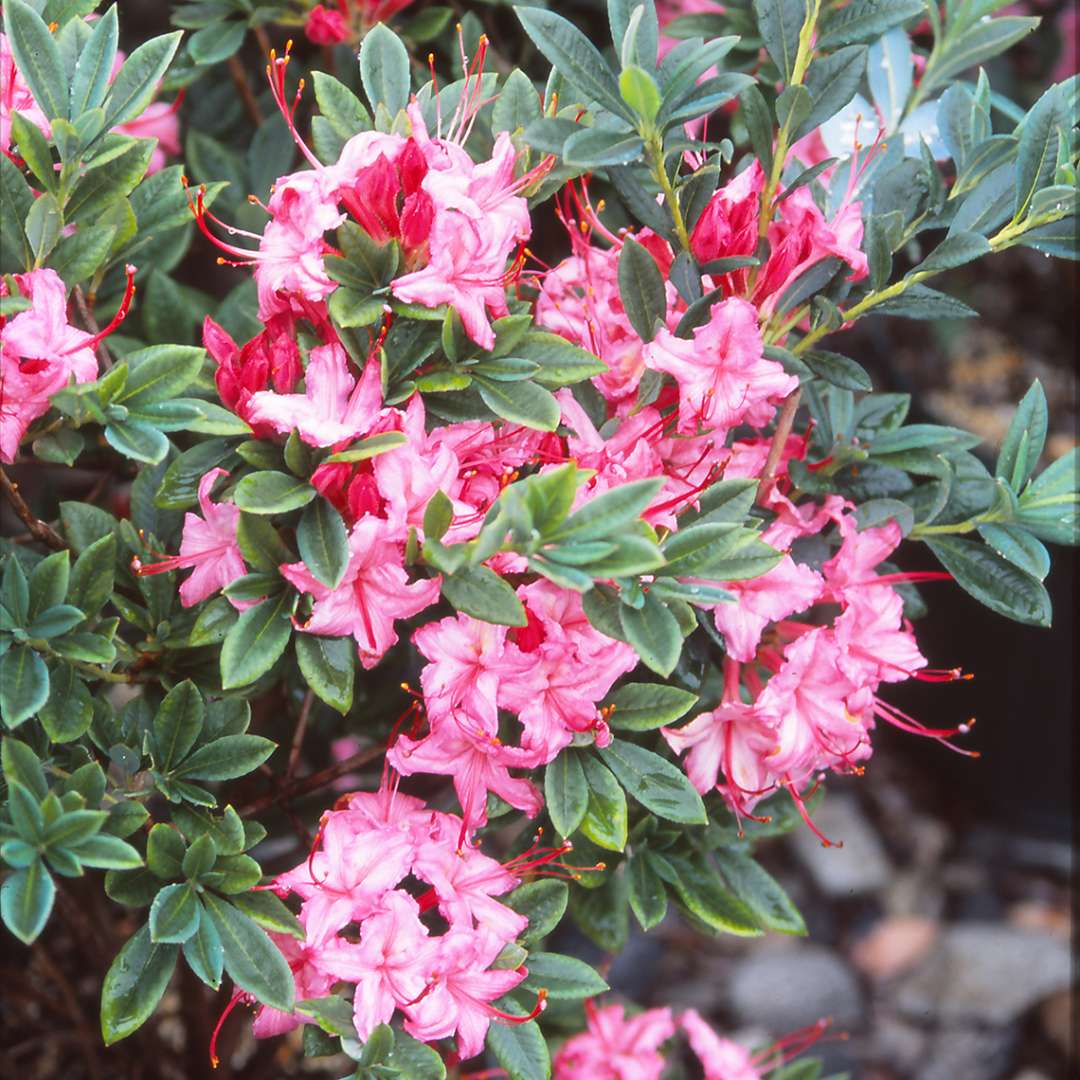 Close up of pink Weston's Sparkler azalea flowers with magenta buds